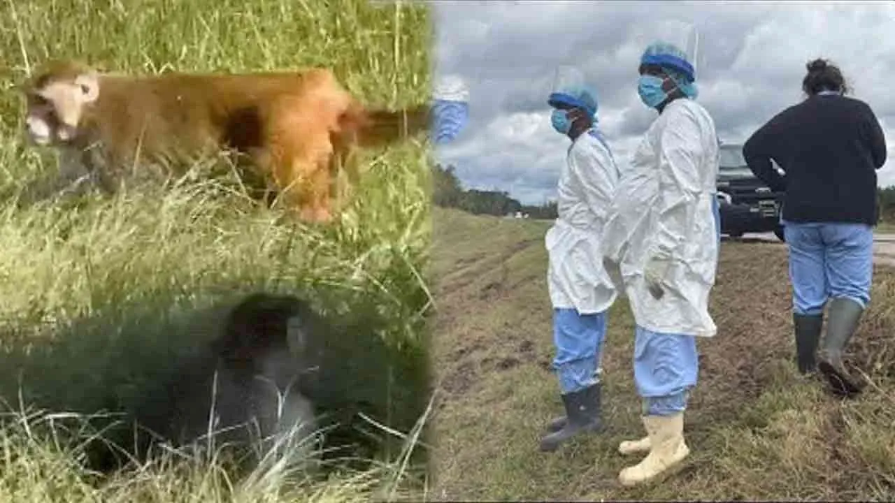  அமெரிக்க ஆராய்ச்சி மையம்... வைரஸ் பாதித்த குரங்குகள் தப்பியதால் பதற்றம்!