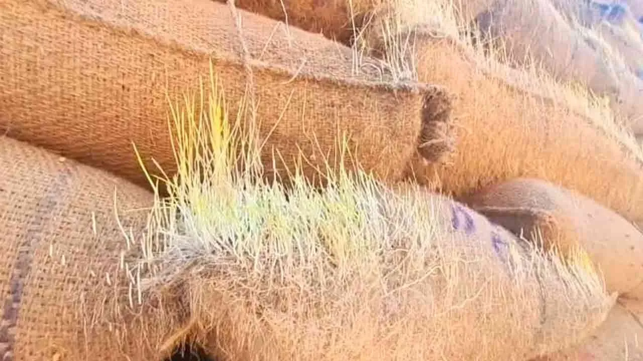  நாற்று மூட்டையாக மாறிய நெல் மூட்டைகள்.. வேதனையில் விவசாயிகள்!