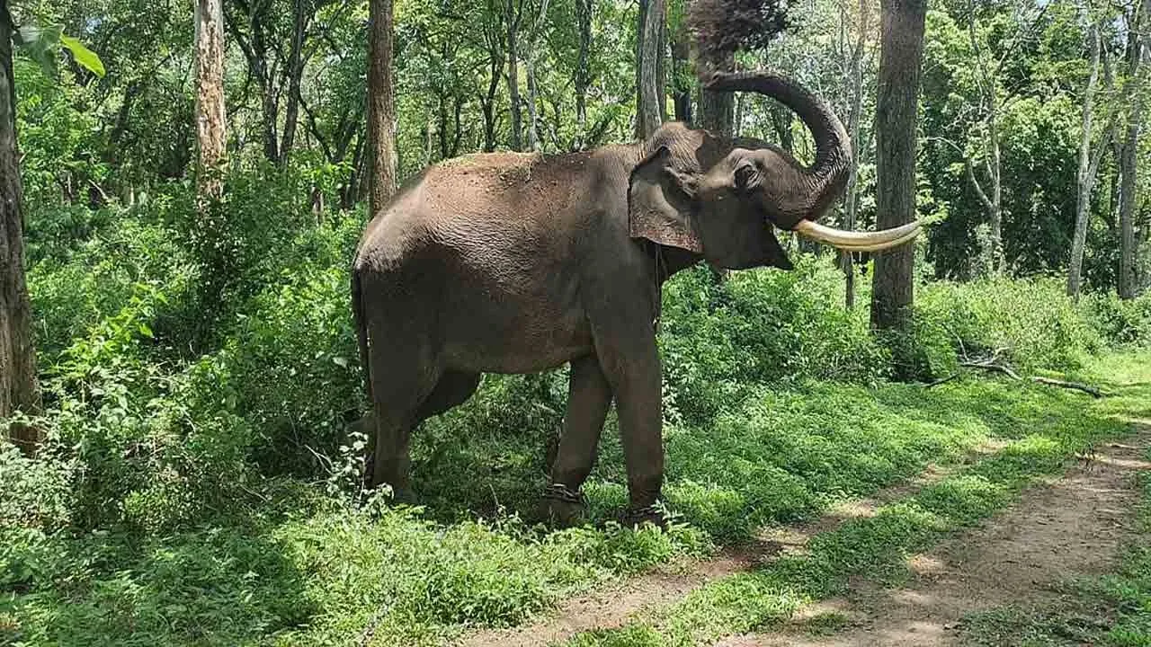  Elephant skeleton found in forest 