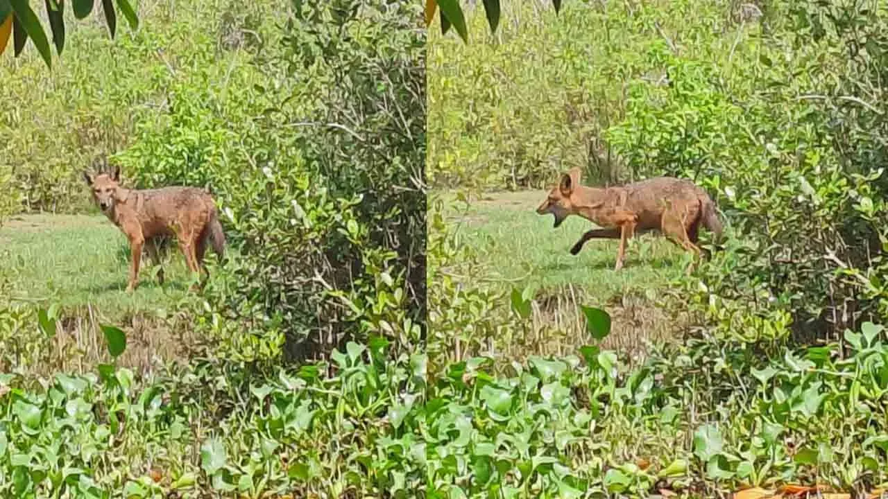  Miraculous golden dwarf foxes in the Pichavaram swamp forests 