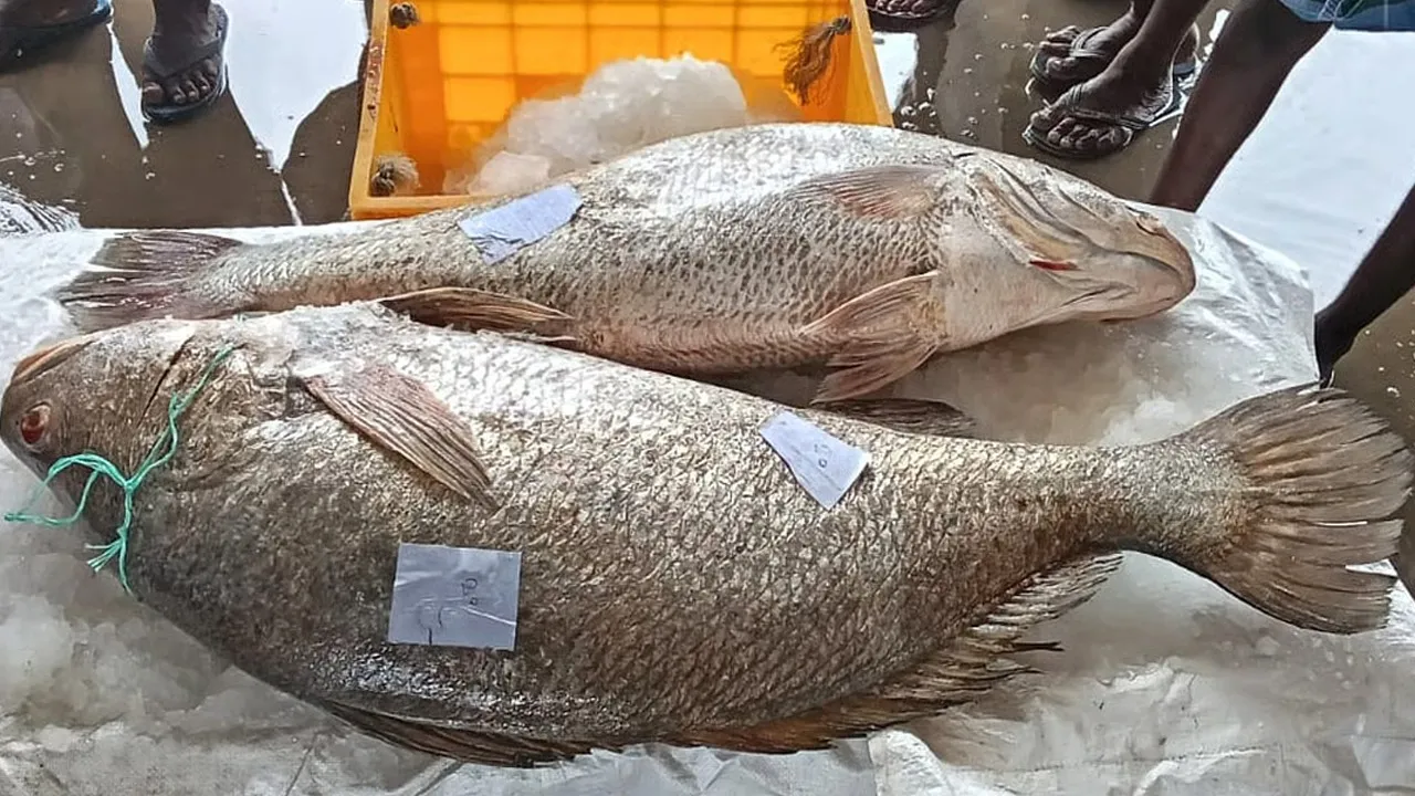  'Not good for food; but the price alone is in lakhs' - The miracle of kooral fish Photograph: (fish) 