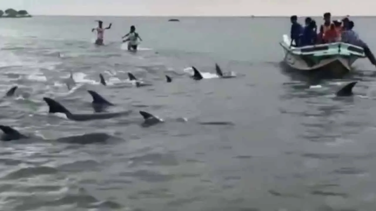  Dolphins camped on the shore - children playing with them Photograph: (srilanka) 