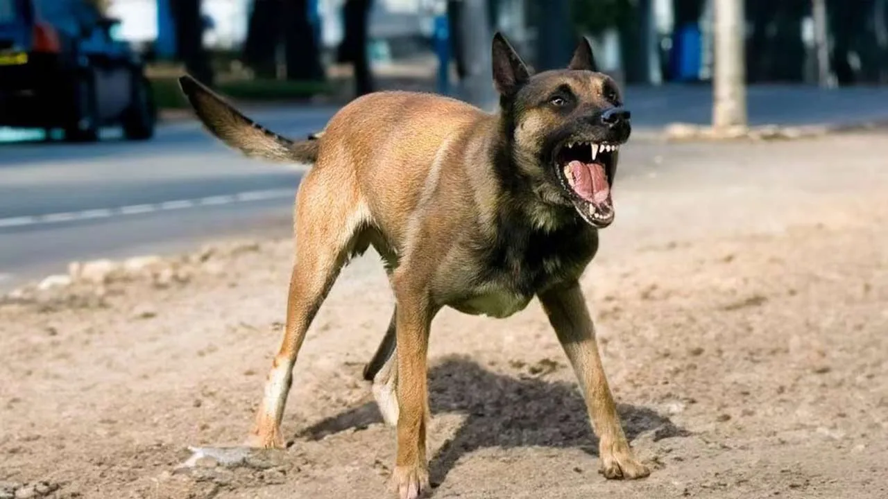  'Rabies in Tamil Nadu' - Report that rings alarm bells Photograph: (dog) 
