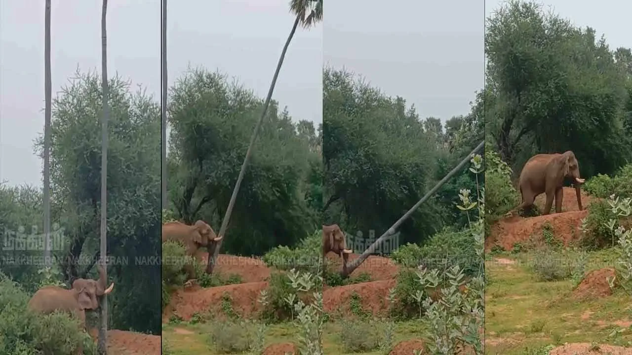  Farmers make repeated demands due to Elephants damaging farmland 