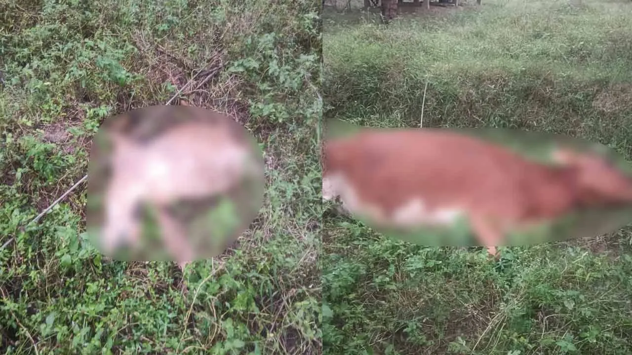  Electric wires fall lost sheep and cows for Continuous rain 