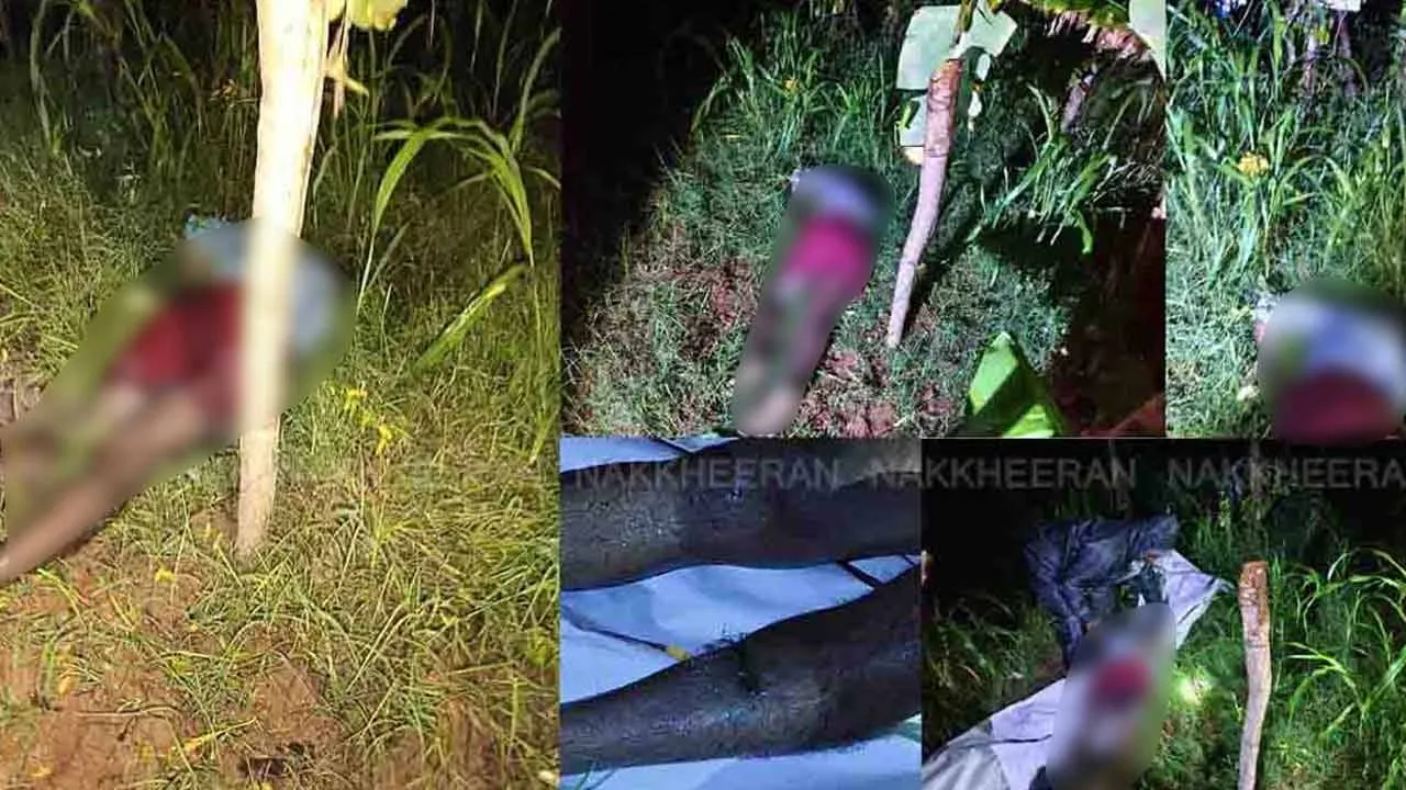  Tragedy befalls farmer for Electric fence erected for wild boar 