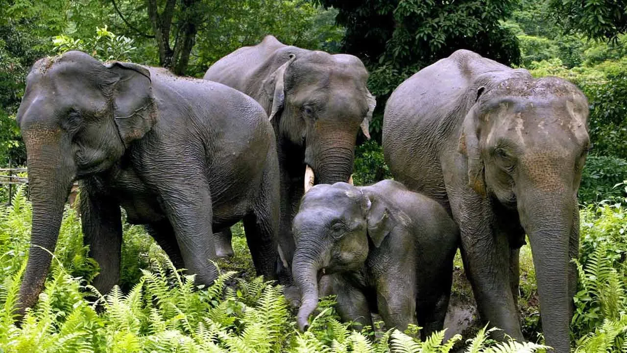  villagers suspect poachers or Accident A series of mysterious lost of elephants 