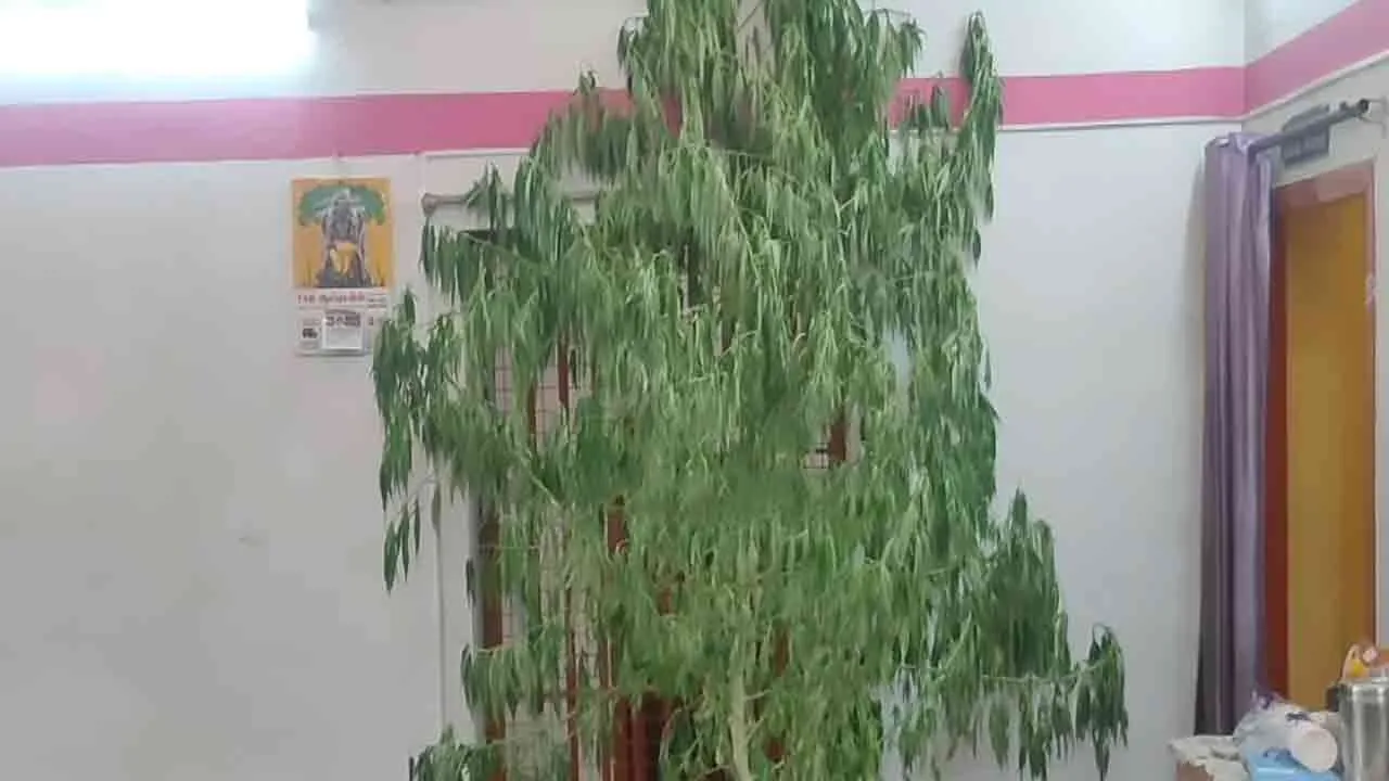  Is it a plant...? Is it a tree...? - Man arrested for growing cassava at home with fertilizer Photograph: (namakkal) 