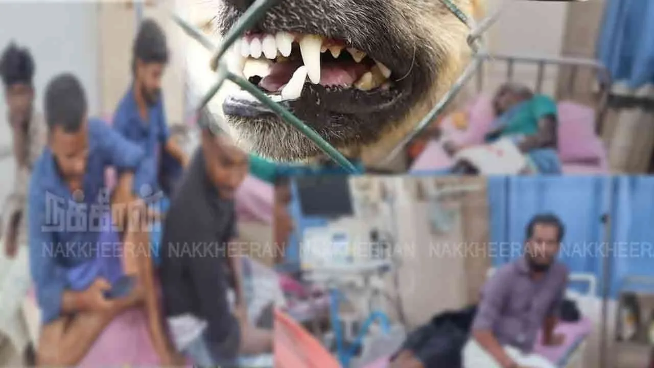  A single dog bit 10 people in succession around the city! Photograph: (pudukottai) 