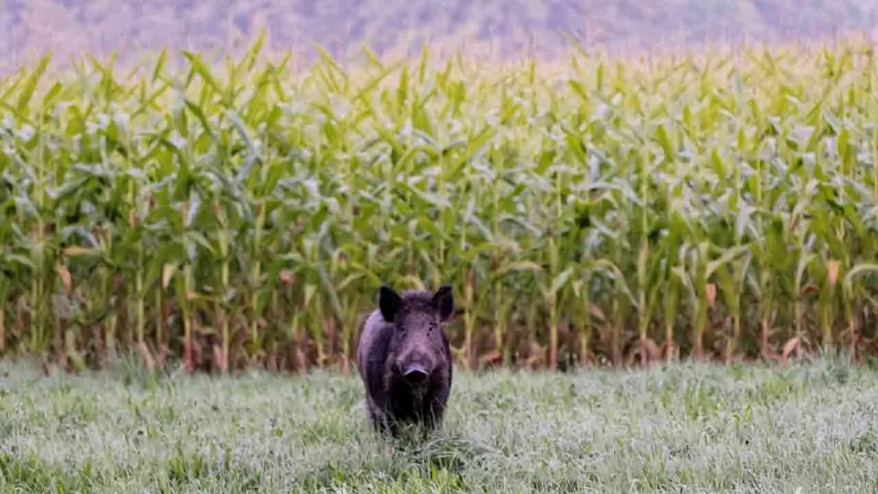  Farmers in distress as maize crops are destroyed by wild boars Photograph: (erode) 