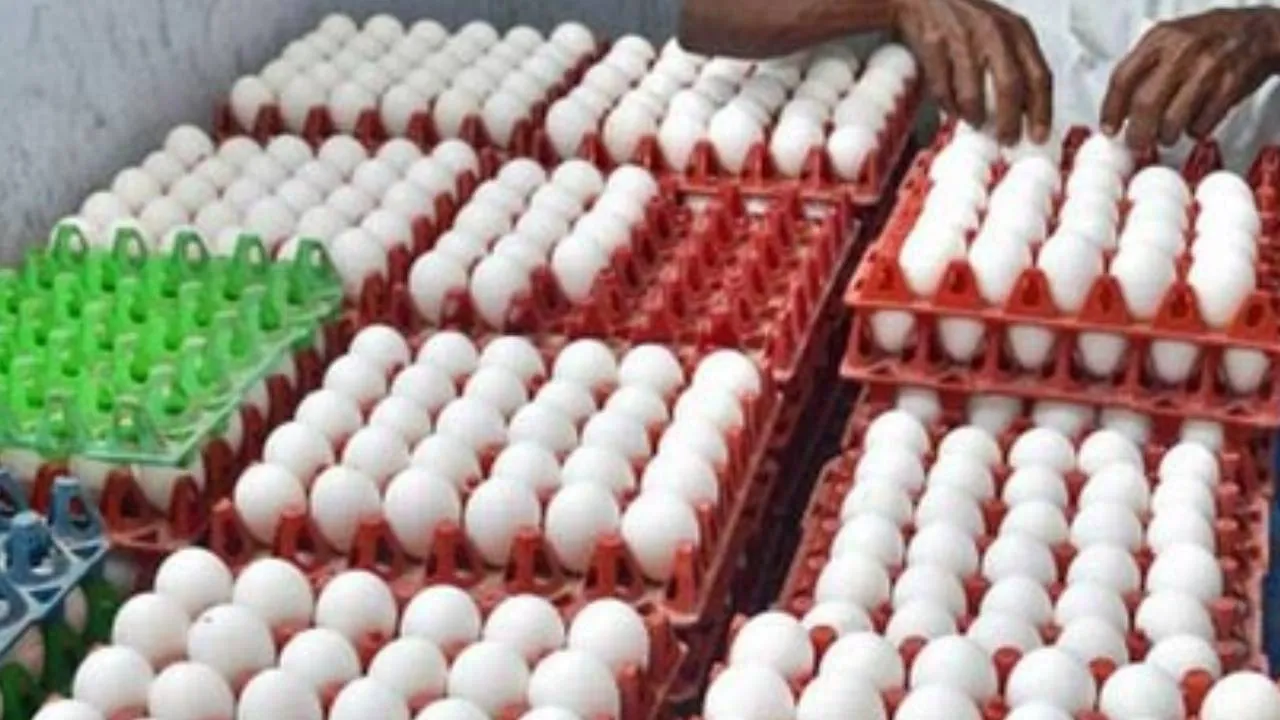  முட்டை விலை மீண்டும் உச்சம்!