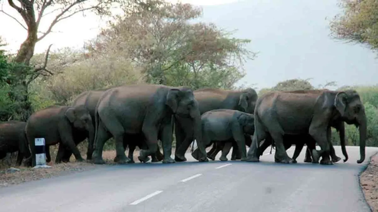  elephant Photograph: (erode) 