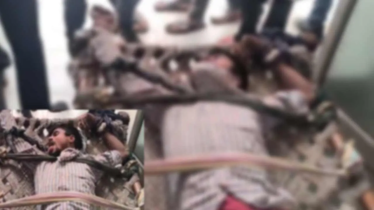  street dog Photograph: (up) 