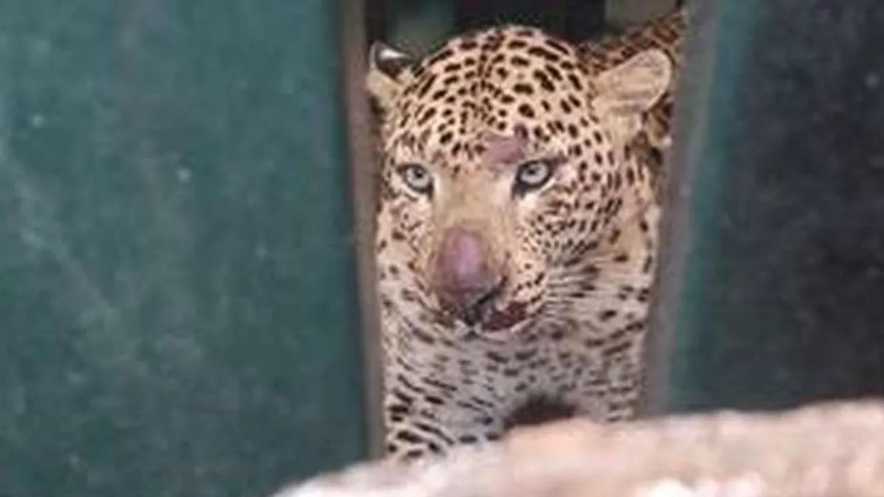  The roar of a leopard - the villagers in shock Photograph: (erode) 