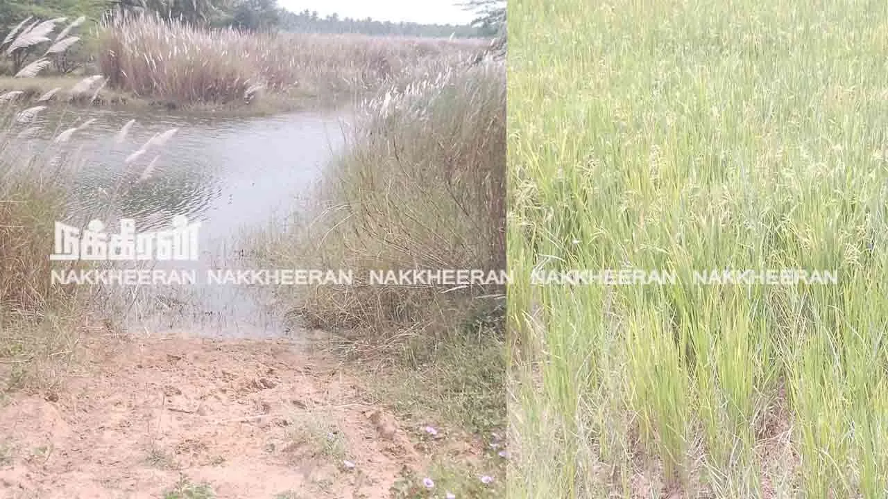 கடைமடையில் கருகும் பயிர்கள் : தண்ணீர் கேட்கும் விவசாயிகள்!