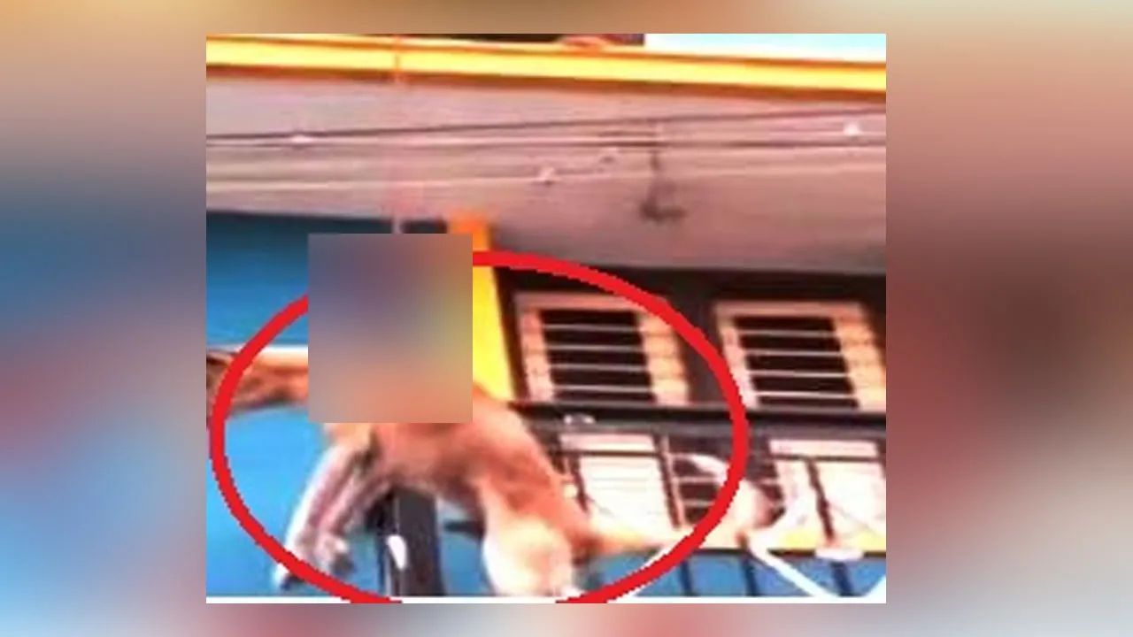  Dog stuck on balcony roof! Rescued by firefighters! Photograph: (DOG) 