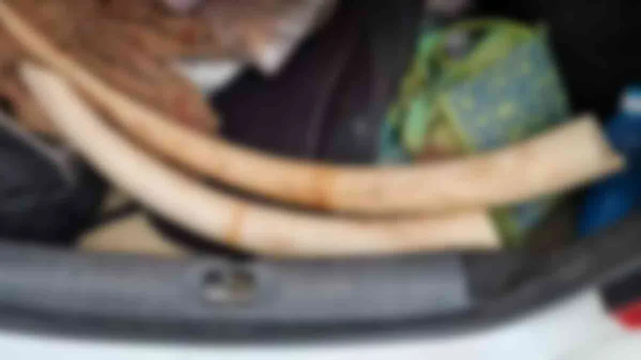  Elephant ivory hoarding - Forest Department investigation Photograph: (forest department) 