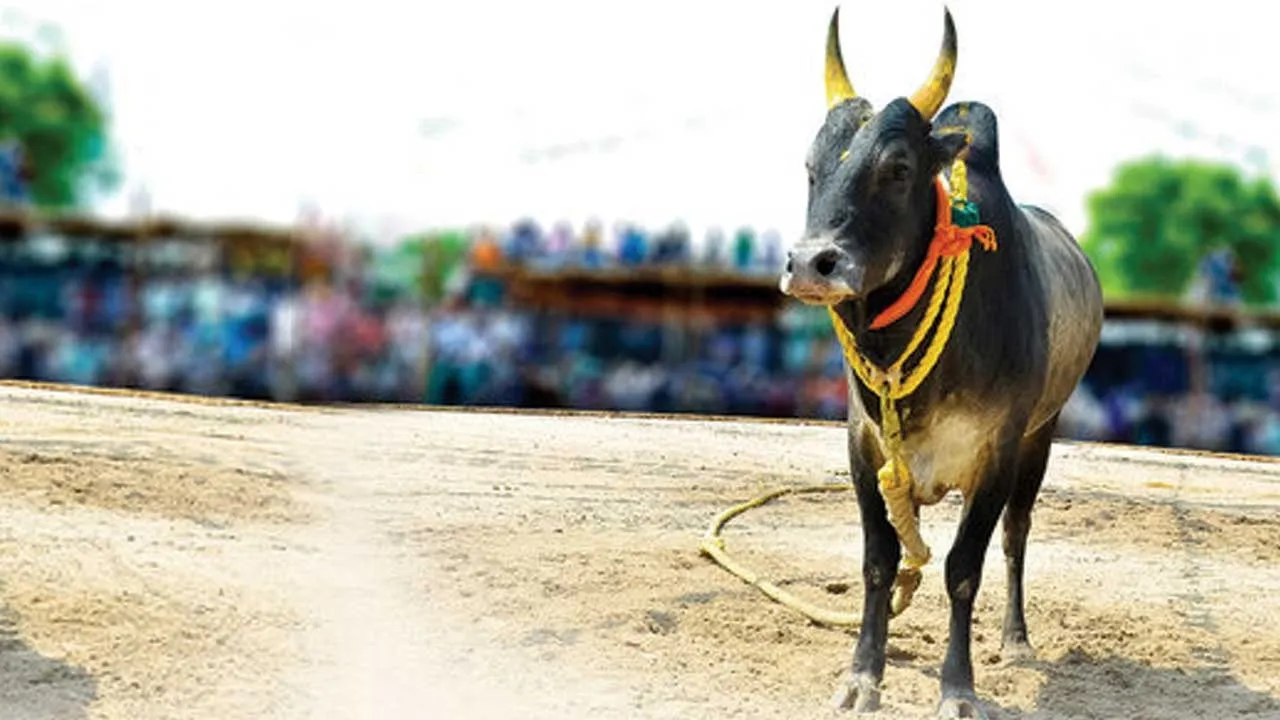  அழிக்கப்படும் நாட்டு மாடுகள்!  -எருதுகட்டு விழாவுக்கு கட்டுப்பாடு!