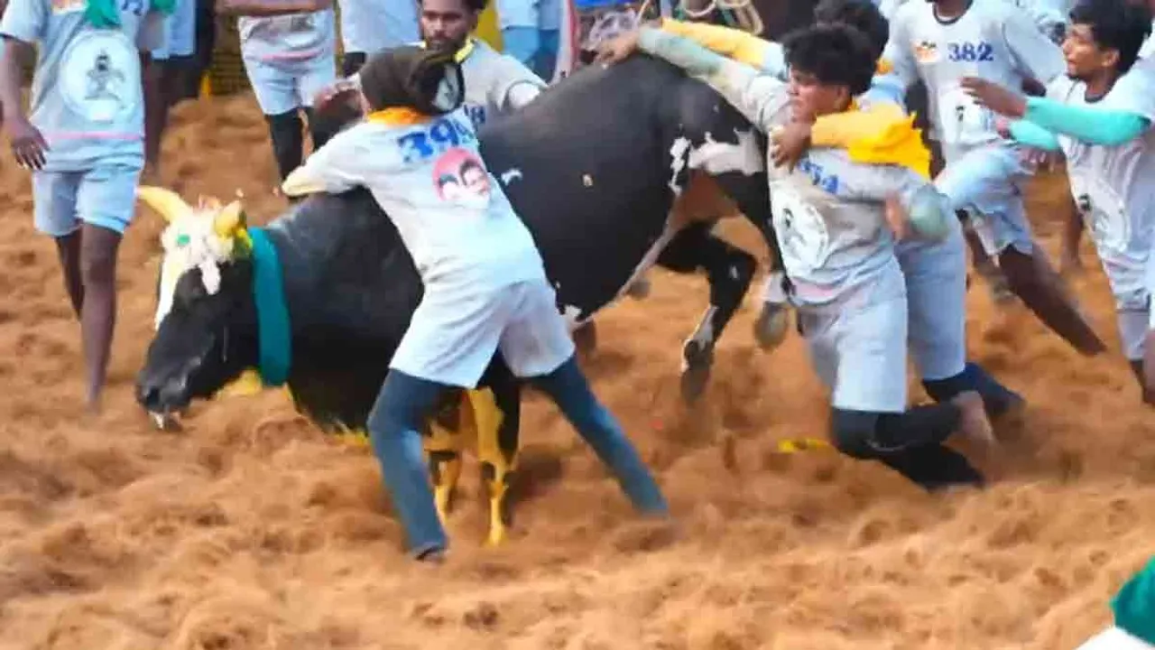  Palamedu Jallikattu; Two bullfighters tied, first place selected in team format Photograph: (madurai) 
