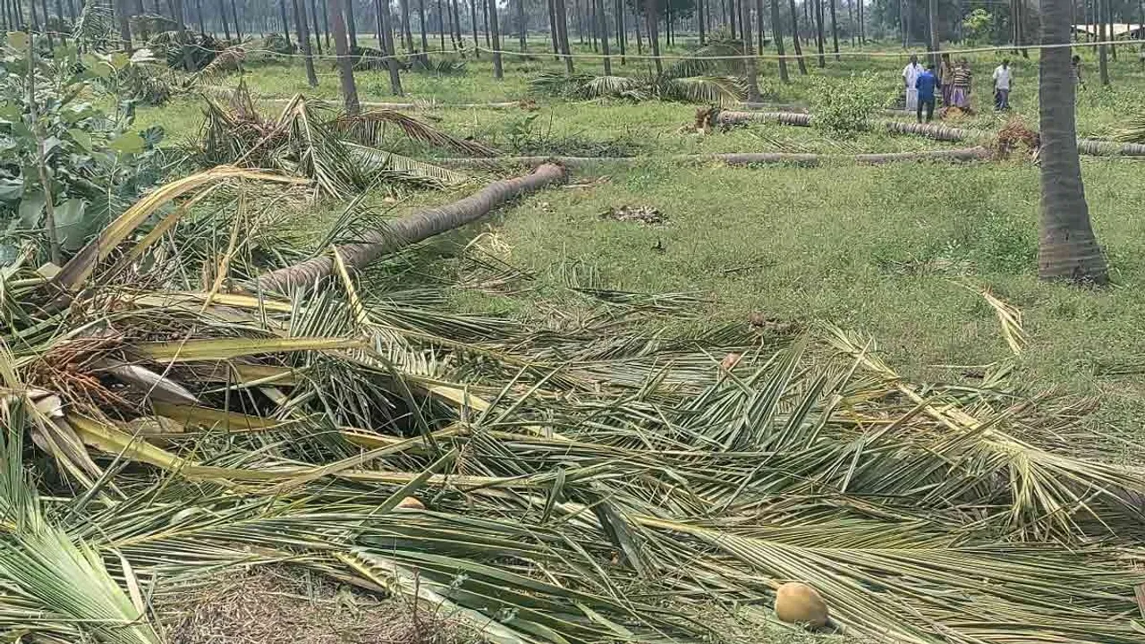  Wild elephants loot 200 coconut trees - Villagers in fear Photograph: (wild) 