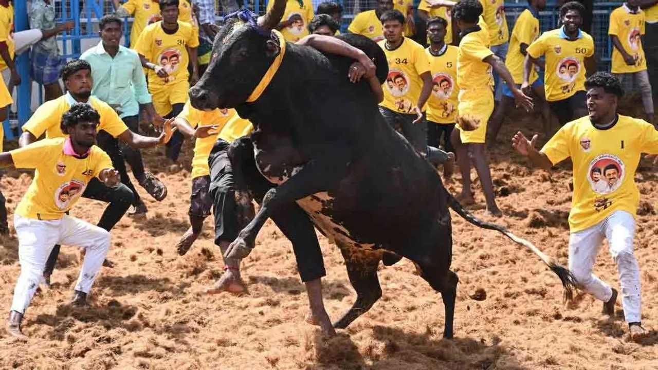  Alanganallur Jallikattu concludes - Karthi wins first prize Photograph: (madurai) 
