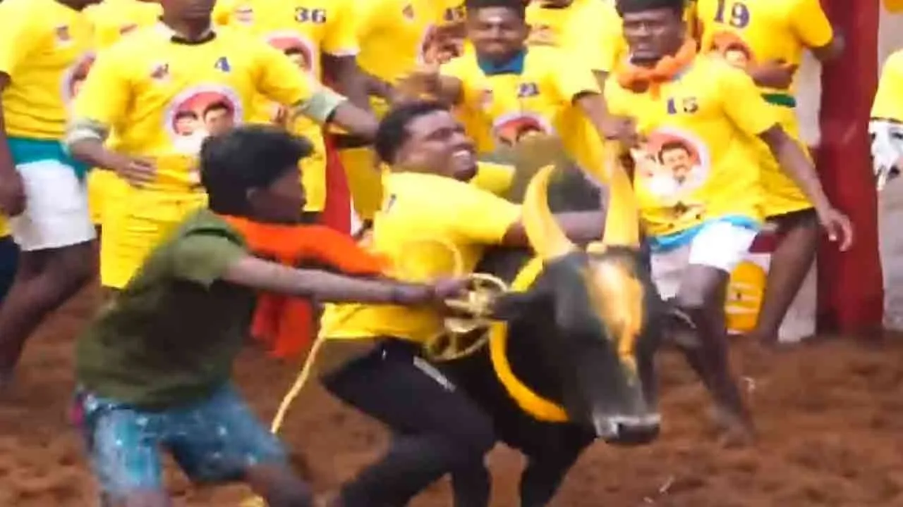 the world-famous Alanganallur Jallikattu begins 