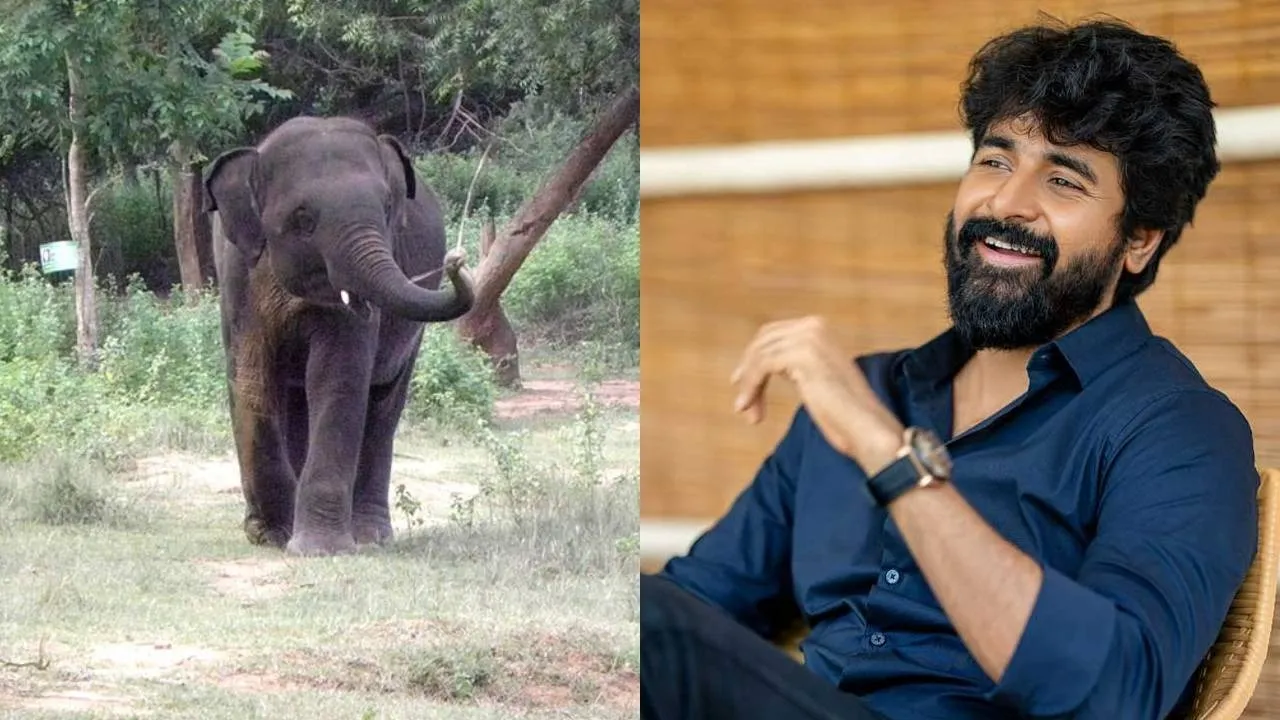  யானையை தத்தெடுத்த சிவகார்த்திகேயன்!