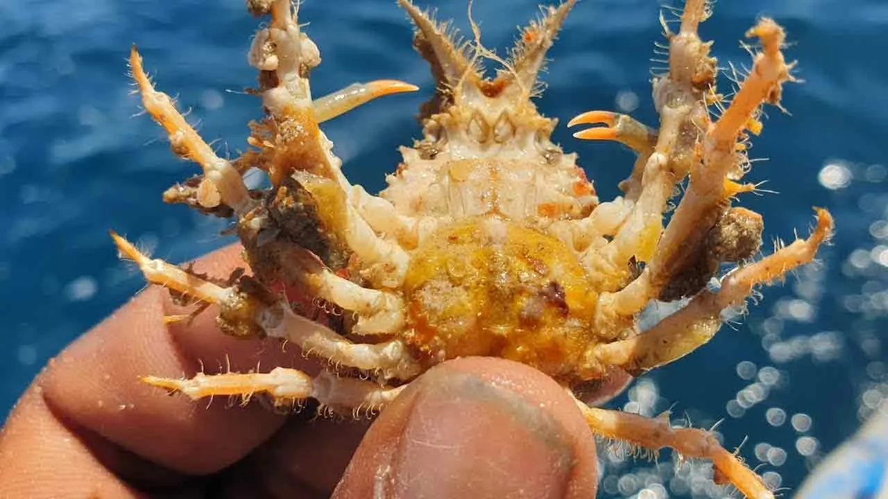 'Devil crab that took life' - A tragedy for a famous YouTuber Photograph: (food vlog) 