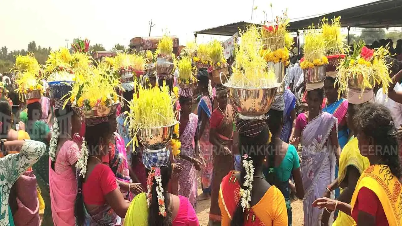  The festival of picking sprouts with a bang in pudukkottai 