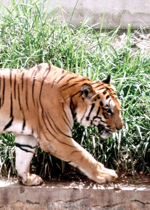  திண்ணைக் கச்சேரி