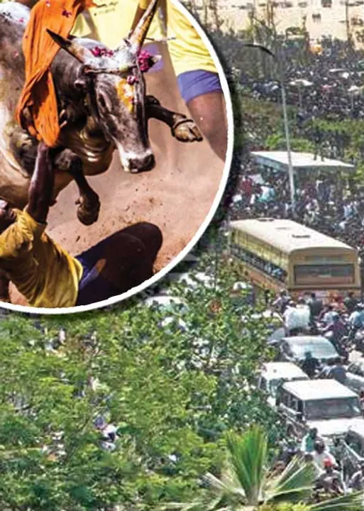  பீட்டா சேட்டை! ஜல்லிக்கட்டை முடக்க சதி!