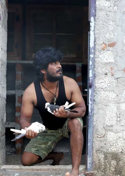  பைரி
