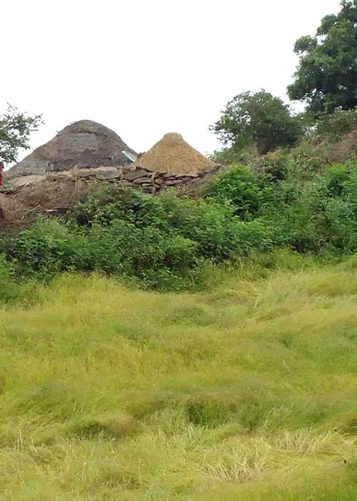  மலையாளம் பேசுவீங்களா? பழங்குடி மக்களை அதிரவைக்கும் அதிகாரிகள்! -வாழ்வுரிமை போராட்டம்!