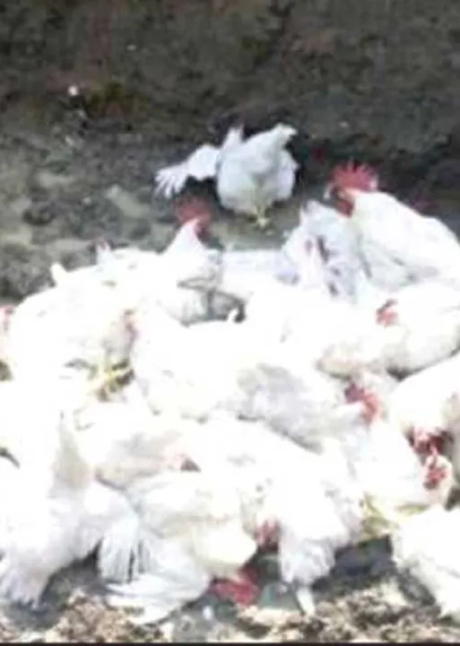  புதிய பறவைக் காய்ச்சலின் முழு விவரம்