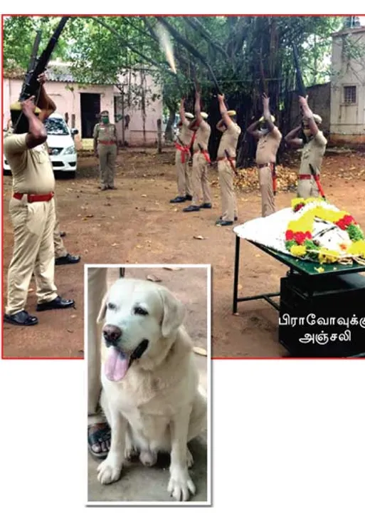  சிக்னல்  மோப்ப நாய்க்கு மரியாதை!