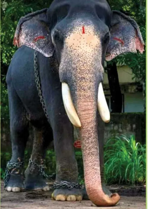  நினைவின் தடத்தில் யானை - செல்வி திருஞானம்