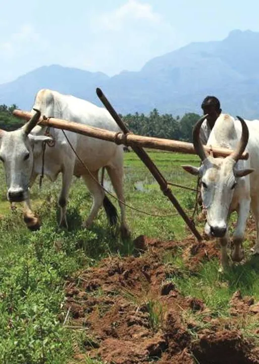  பயிர்க்கடன்! பரிதவிப்பில் விவசாயிகள்!