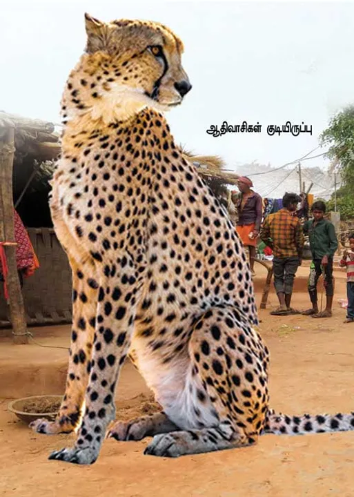  சிறுத்தைகளுக்காக ஆதிவாசிகளை வஞ்சிக்கும் அரசு! -மத்தியப்பிரதேச பதட்டம்!