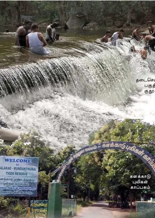  மர்ம நடமாட்டம்! வைரக்கல் வேட்டை! -புலிகள் வனப்பகுயில் கிலி!