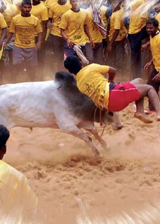  ஜல்லிக்கட்டுக்கு மீண்டும் தடையா? -தகிப்பில் தமிழகம்