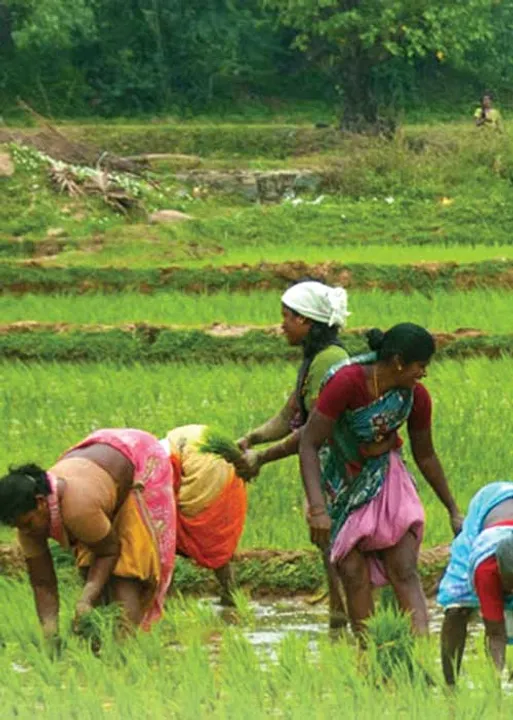  முடக்கப்படும் பிரதமரின் கிசான் திட்டம்! கொந்தளிப்பில் விவசாயிகள்!