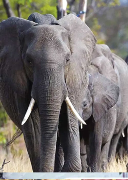  பெருவேட்டையில் சிக்கும் யானைக் கூட்டம்! அடிகளார் மு.அருளானந்தம் சித்தர் கால சிறந்த நாகரிகம் 47