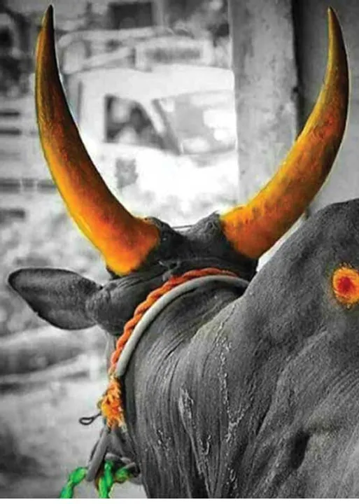 திமில்! அடங்காத காளைகளின் ஆடுகளம்! -ல.ராஜ்குமார்  (5)
