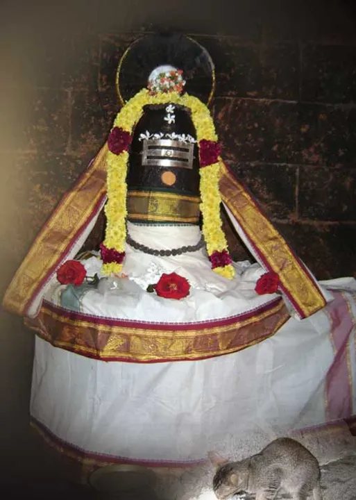  பூனை பூஜத்த புனிதன்! பழங்காமூர் மோ. கணேஷ்