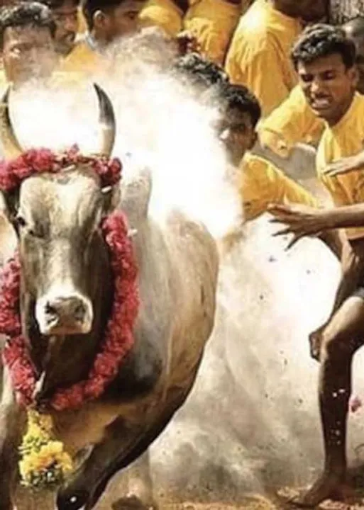 திமில்! அடங்காத காளைகளின் ஆடுகளம்! -இயக்குநர் ல.ராஜ்குமார்