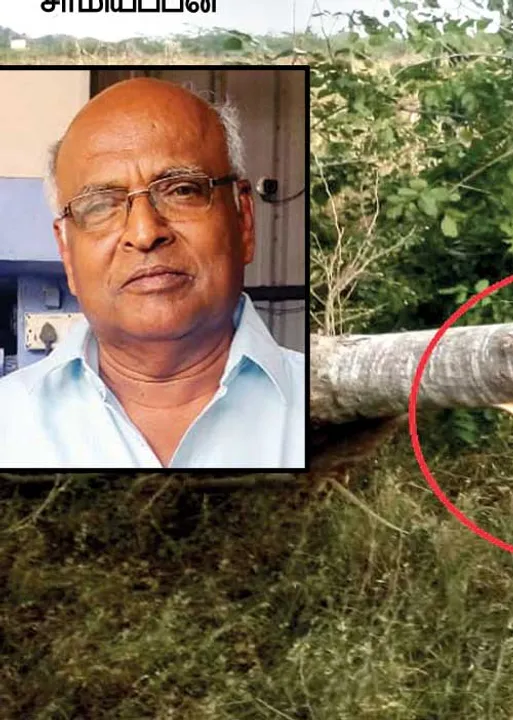  மனிதநேயும் இல்லாமல் மரங்களை வெட்டுவதா? -துடித்துப்போன தொழிலதிபர்!