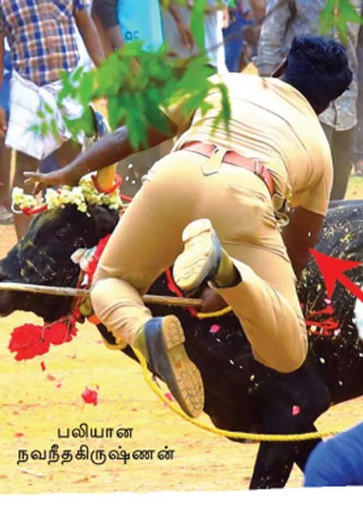  மஞ்சுவிரட்டில் தொடரும் உயிரிழப்புகள்! பாதுகாப்புக் குழு அமைக்கப்படுமா?