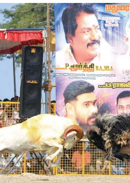  கிடாச் சண்டை! மீட்டெடுத்த மதுரை மக்கள்!