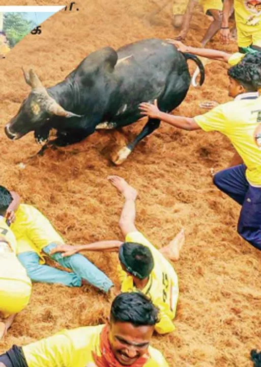  வீரத்தமிழச்சிகள்! - மதுரை ஜல்லிக்கட்டு பரபரப்பு!
