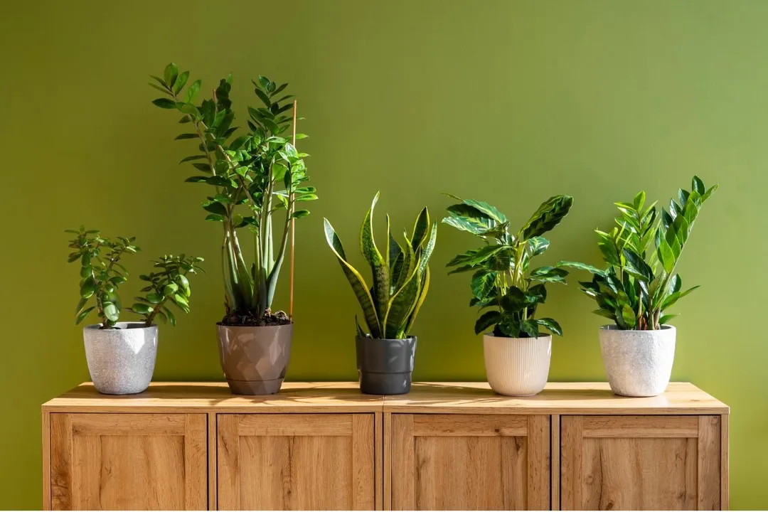 Artificial Plants For Home